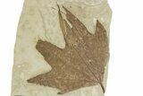 Fossil Sycamore (Macginitiea) Leaf - Utah #323172-1